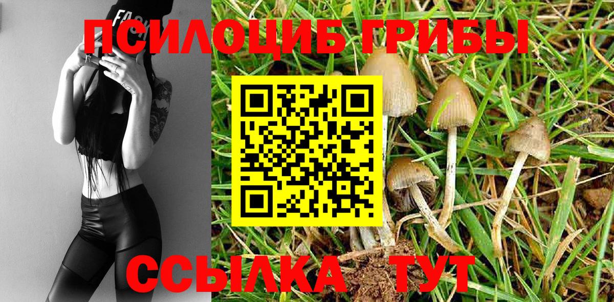 Галлюциногенные грибы Psilocybe Салават
